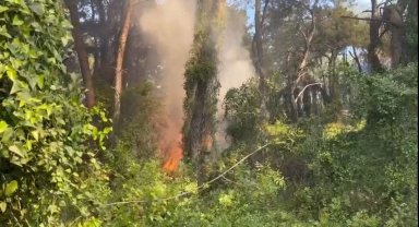 Manavgat'ta çamlık alanda yangın