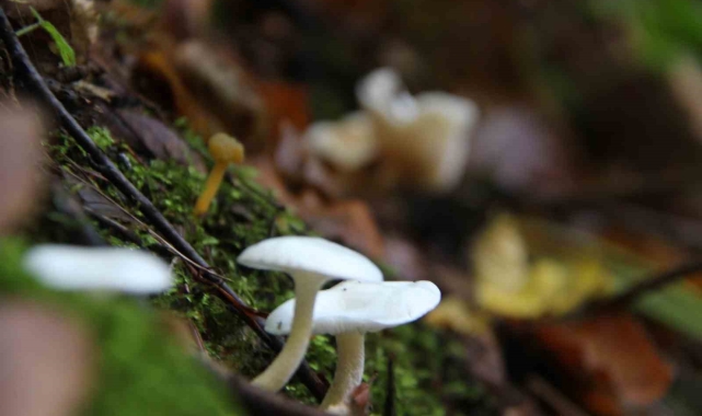 Mantar zehirlenmelerine dikkat