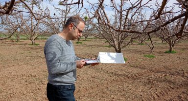 Meyve bahçelerinde 'bakla zınnı böceği' tehlikesi
