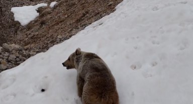 Munzur Dağlarında ayı ve dağ keçileri görüntülendi