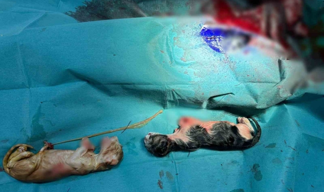 Normalinden 2 kat büyük 3 kedi yavrusu sezaryen ile alındı