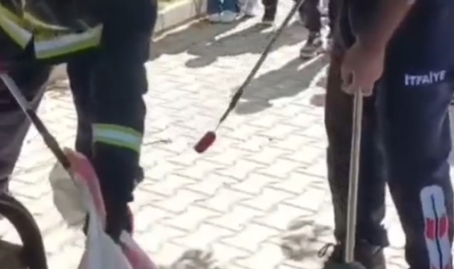 Okul bahçesindeki yılanı itfaiye ekipleri yakaladı
