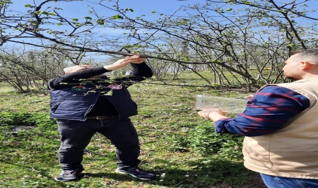 Ordu'da kahverengi kokarca zararlısına karşı fındık bahçelerine feromon tuzakları asıldı