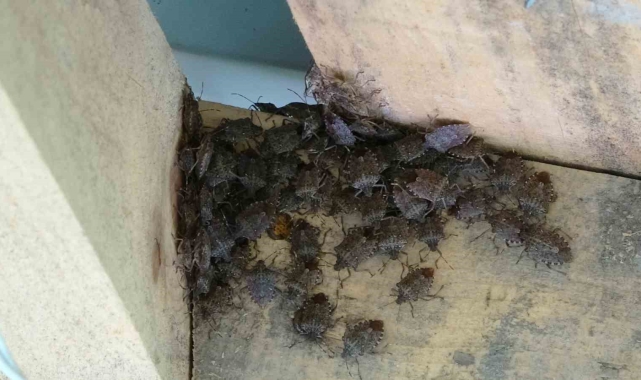 Ordu'da kahverengi kokarca istilası