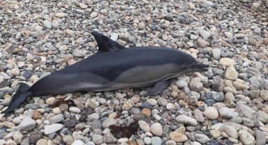 Ordu'da ölü yunus balığı sahile vurdu