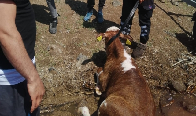 Sahibinin elinden kaçarak baraja düşen dana kurtarıldı