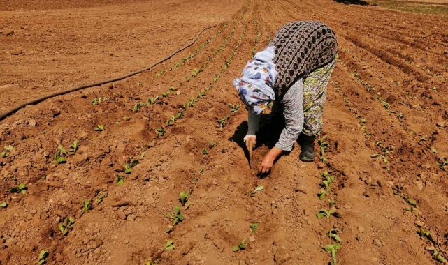 Salihli'de tütün dikimi başladı