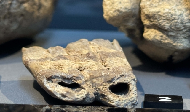 Samsun'da 14 yıl önce tesadüfen bulunan mamut fosilleri sergilenmeye başlandı
