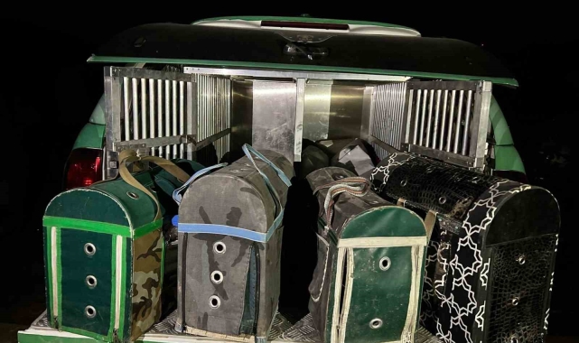 Şanlıurfa'da horoz dövüştürerek kumar oynayanlara ceza