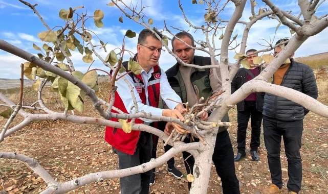Şanlıurfa'da "yeşil altın" için ilaçlama uyarısı