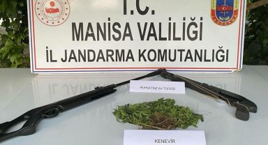 Sarıgöl'de Hint keneviri yetiştiren 3 kişi yakalandı