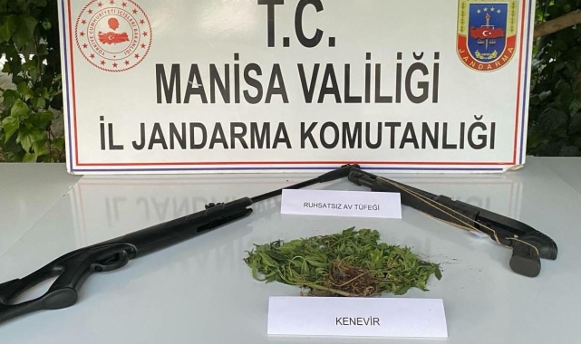 Sarıgöl'de Hint keneviri yetiştiren 3 kişi yakalandı