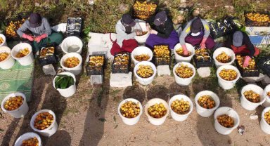 Sıcaklar etkiledi yenidünyada hasat erken başladı: Fiyatı üreticisini sevindirdi