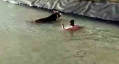Sulama kanalına düşen ineği kurtarmak için canını hiçe saydı