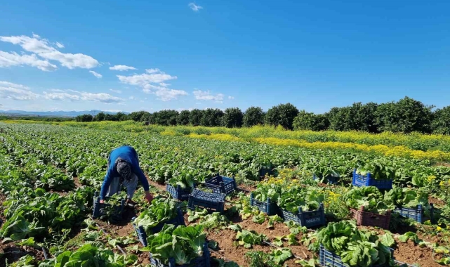 Tarımda üretici enflasyonu martta yüzde 61,87 oldu