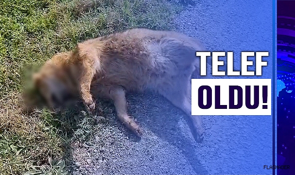 TAVUK HIRSIZI ÇAKAL’A OTOMOBİL ÇARPTI!