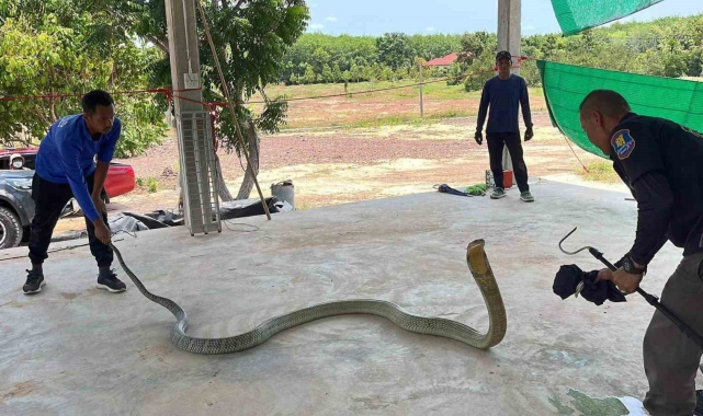 Tayland'da otomobilin kaputundan 16 kilo ağırlığında zehirli yılan çıktı
