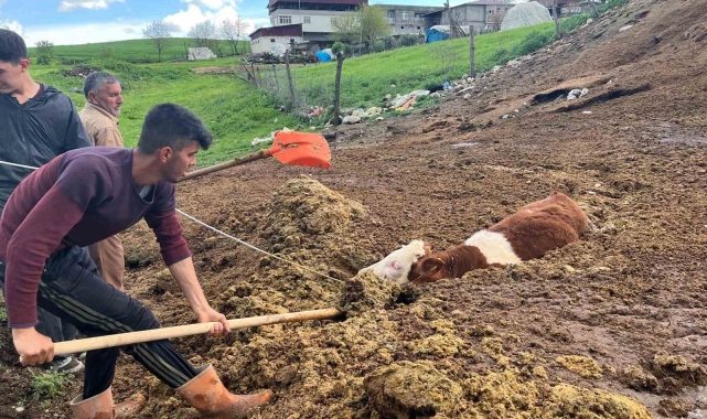 Tezek yığınına batan inek yavrusu saatler sonra kurtarıldı