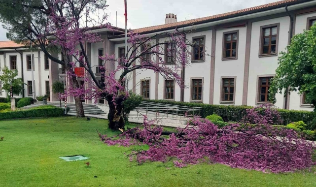 Valilik bahçesindeki Erguvan da fırtınaya yenik düştü