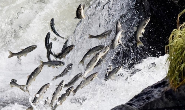 Van Gölü'nde av yasağı başladı: İnci kefalleri göç hazırlığında