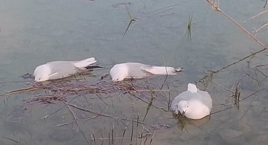 'Yalancı veba' martıları vurdu: Binlercesi telef oldu, bir o kadarı da ölmek üzere