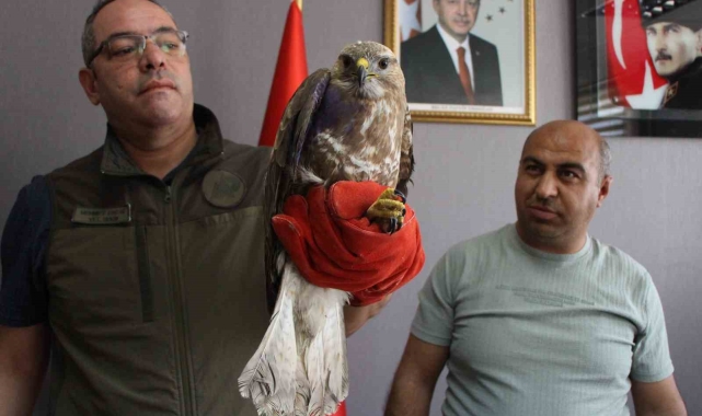 Yaralı şahin 'Bayram' tedavi altına alındı