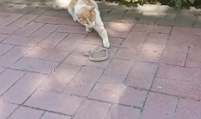 Yılan ile kedinin kavgası kameralarda