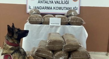 230 kilogram kaçak tütün ele geçirildi