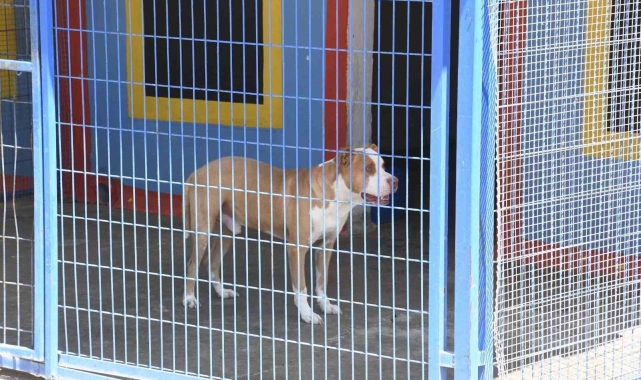 Açlıktan hasta ve zayıf düşen beslenmesi yasak olan pitbull cinsi köpek, Kuşadası Belediyesi'nin ellerinde hayata tutundu