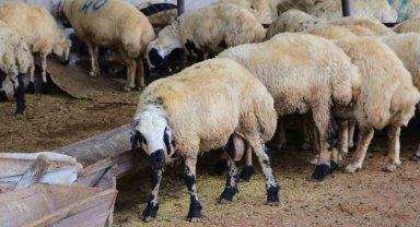 Adana'da küçükbaş kurbanlıkların fiyatları belirlendi