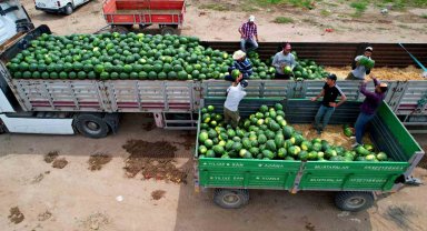 Adana'da turfanda karpuz hasadı başladı