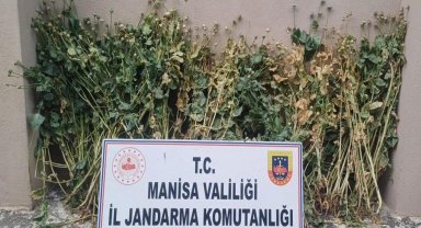 Akhisar'da 222 kök haşhaş ele geçirildi