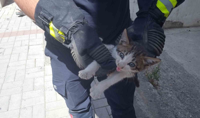 Alanya'da motosikletin içine sıkışan kedi 15 dakikalık çalışmayla kurtarıldı