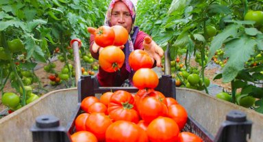 Amasya'da domates hasadı başladı, 100 bin ton rekolte bekleniyor