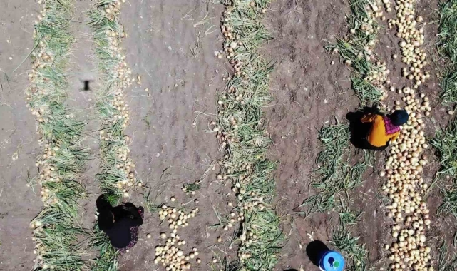Amasya'da soğan hasadı başladı: Tarlada kilosu 7 TL