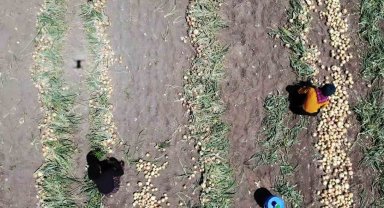 Amasya'da soğan hasadı başladı: Tarlada kilosu 7 TL