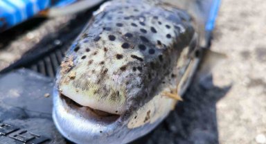 Amatör balıkçı, zıpkınla yaklaşık 6 kiloluk balon balığı avladı