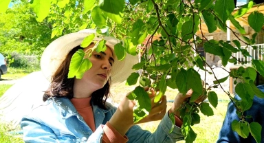 Ani sıcaklık değişimleri dutun merkezini vurdu