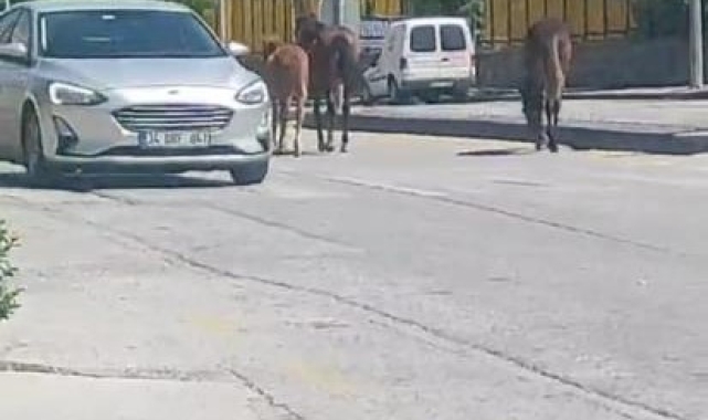 Ankara'da yolda dolaşan sahipsiz atlar trafiği tehlikeye soktu