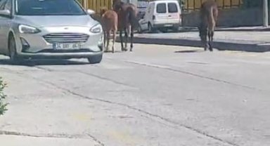 Ankara'da yolda dolaşan sahipsiz atlar trafiği tehlikeye soktu