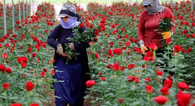 Anneler Günü öncesi gül fiyatları dibi gördü: Tanesi 3 lira