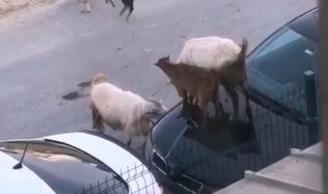 Arabanın kaputunda tepinen keçiler kamerada