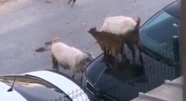 Arabanın kaputunda tepinen keçiler kamerada