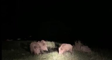 Ardahan'da yaban domuzları tarım arazilerine zarar veriyor