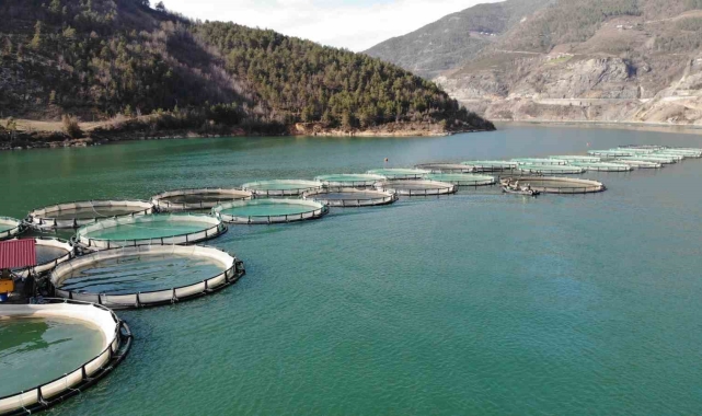 Artvin'de geçtiğimiz yıl 14 bin ton Türk somonu üretildi