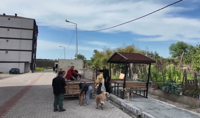 Artvin'in Arhavi ilçesinde başıboş sokak köpekleri mahalleliyi birbirine düşürdü