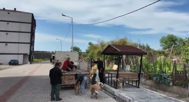 Artvin'in Arhavi ilçesinde başıboş sokak köpekleri mahalleliyi birbirine düşürdü