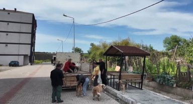 Artvin'in Arhavi ilçesinde başıboş sokak köpekleri mahalleliyi birbirine düşürdü