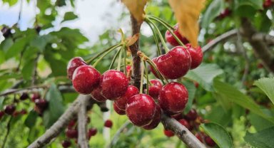Avra Kirazı'nın kraliyet sofralarına yolculuğu başladı