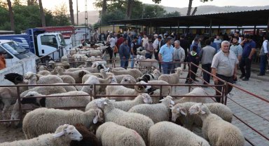 Aydın'da kurbanlıklar pazara indi